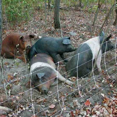 Pastured Pigs Clear Out Invasive Buckthorn Grit